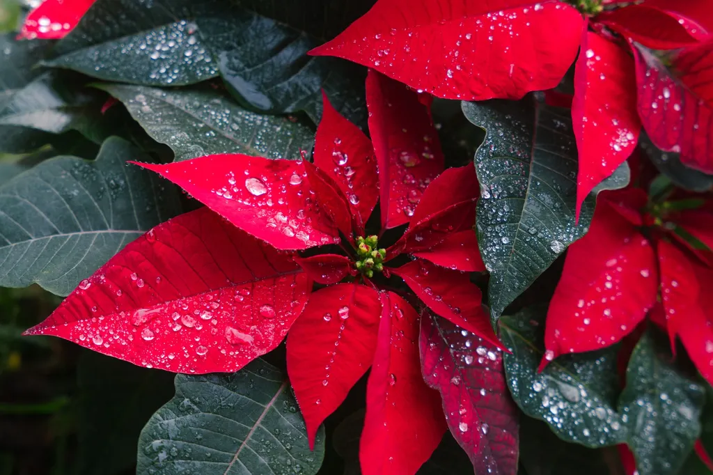 Are poinsettias toxic to dogs?