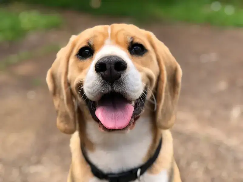 Can dogs eat blueberries?