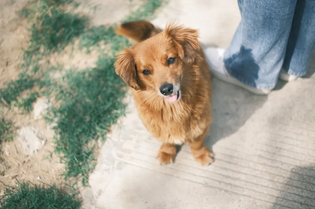 A healthy golden retriever sitting beside a small bowl containing three plain cashews on a kitchen counter, with a veterinarian's hand showing portion control