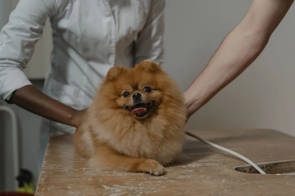 A veterinary nutritionist's table showing small bite-sized pieces of celery properly cut for dogs of different sizes, with measuring portions next to a happy corgi