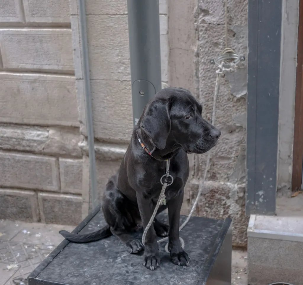 A happy Labrador retriever with a shiny, healthy coat sitting next to a preparation bowl showing the process of soaking chia seeds, with both dry and soaked seeds visible