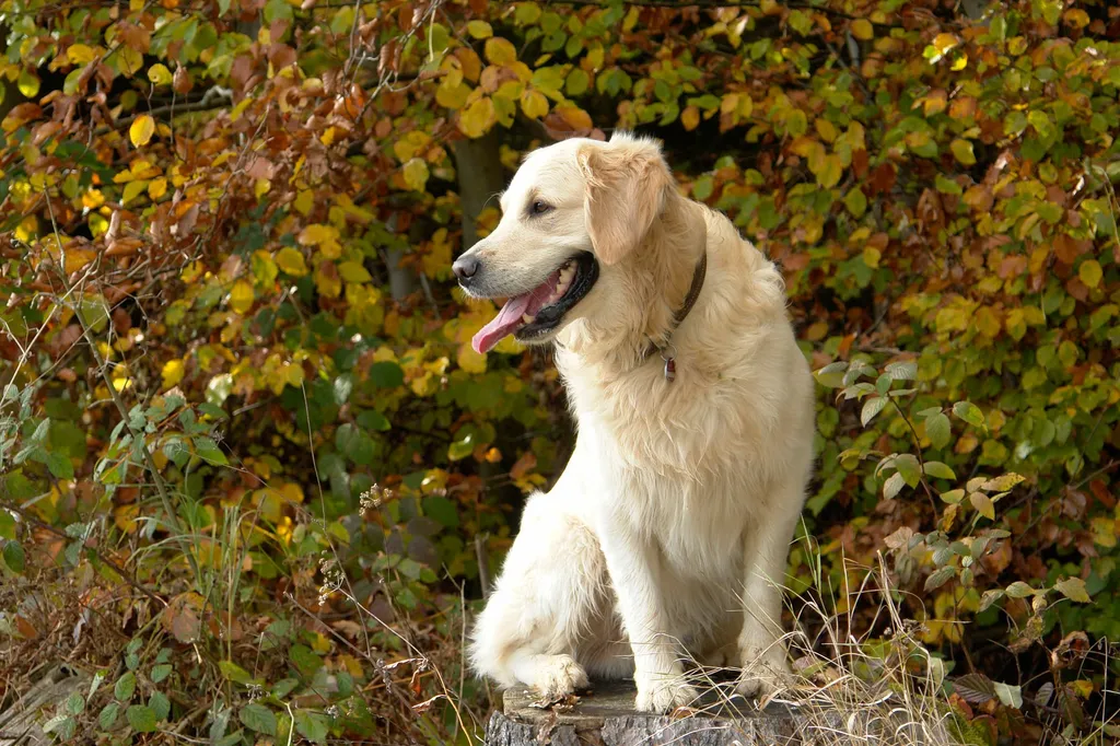 A Golden Retriever sitting beside a cutting board with fresh green beans being chopped into small, bite-sized pieces for safe canine consumption