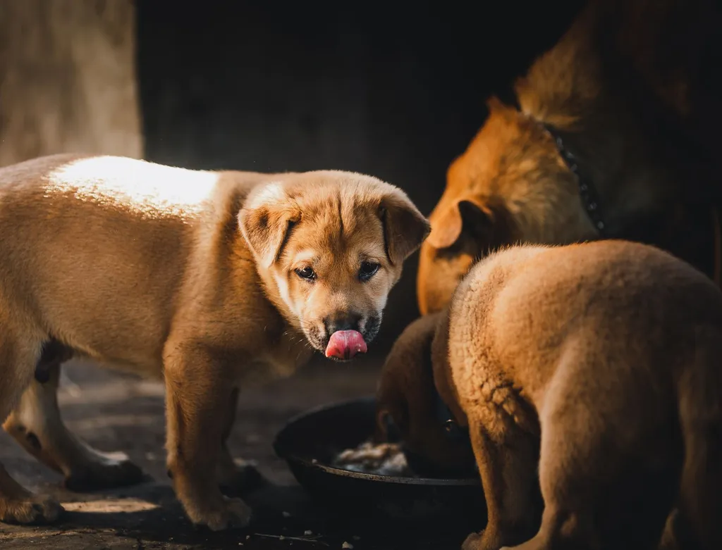 Can Dogs Eat Kefir? Benefits & Safe Feeding