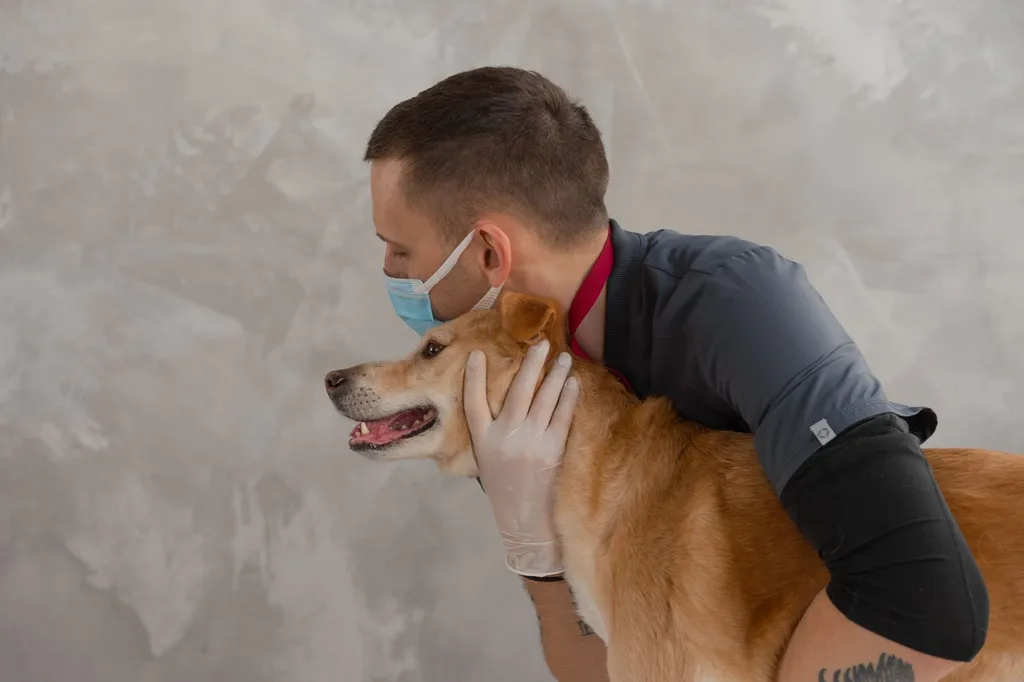 A veterinarian examining a happy corgi dog while showing a chart comparing safe fresh pineapple chunks versus dangerous pineapple core and rind on an examination table