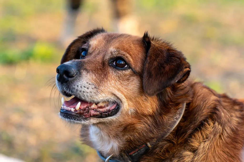 A happy mixed breed dog enjoying a small piece of fresh pineapple chunk from their owner's hand in a sunny backyard setting with a water bowl nearby