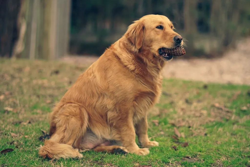A golden retriever sitting attentively next to a white bowl filled with plain air-popped popcorn on a wooden kitchen floor