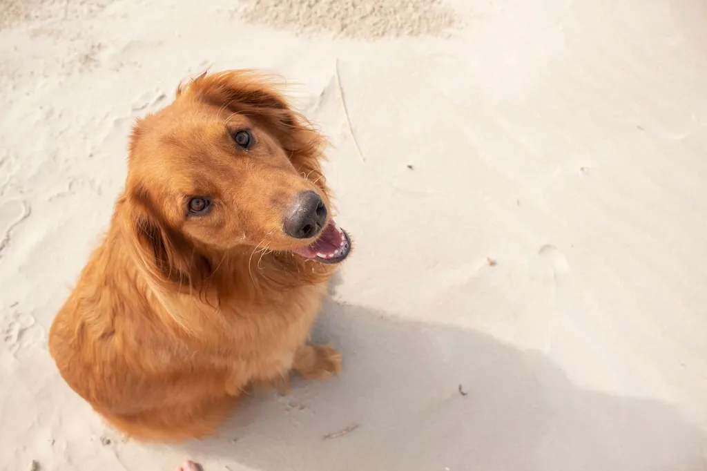 A healthy golden retriever dog sitting next to a small bowl of plain unpasteurized sauerkraut with visible fermented cabbage strands on a kitchen counter