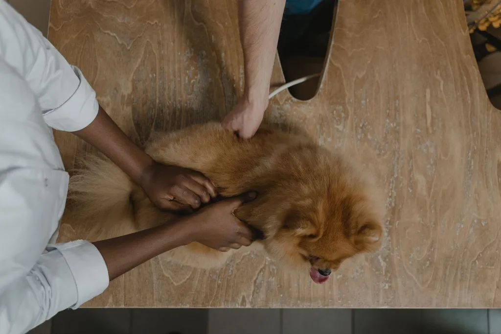 A veterinarian in a white coat examining a small terrier dog while holding a diagram showing safe versus unsafe shrimp preparation methods
