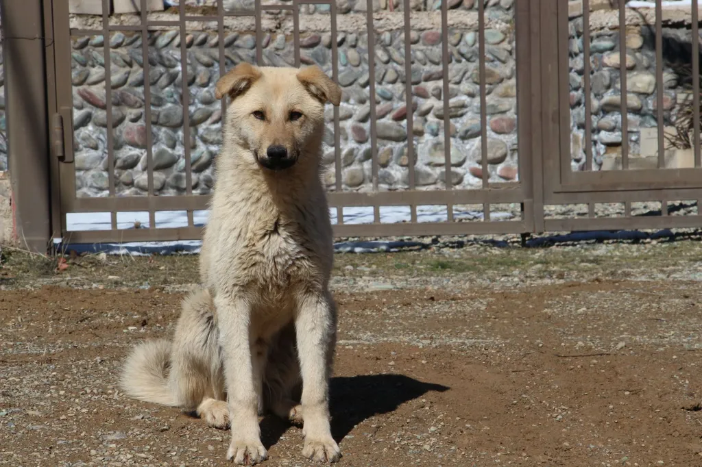 A happy dog sitting in a sunny yard waiting for food