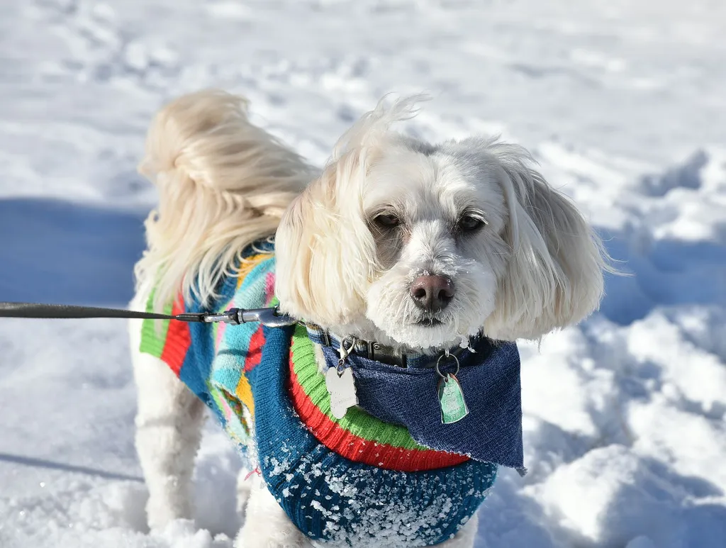 Do dogs need sweaters in winter?
