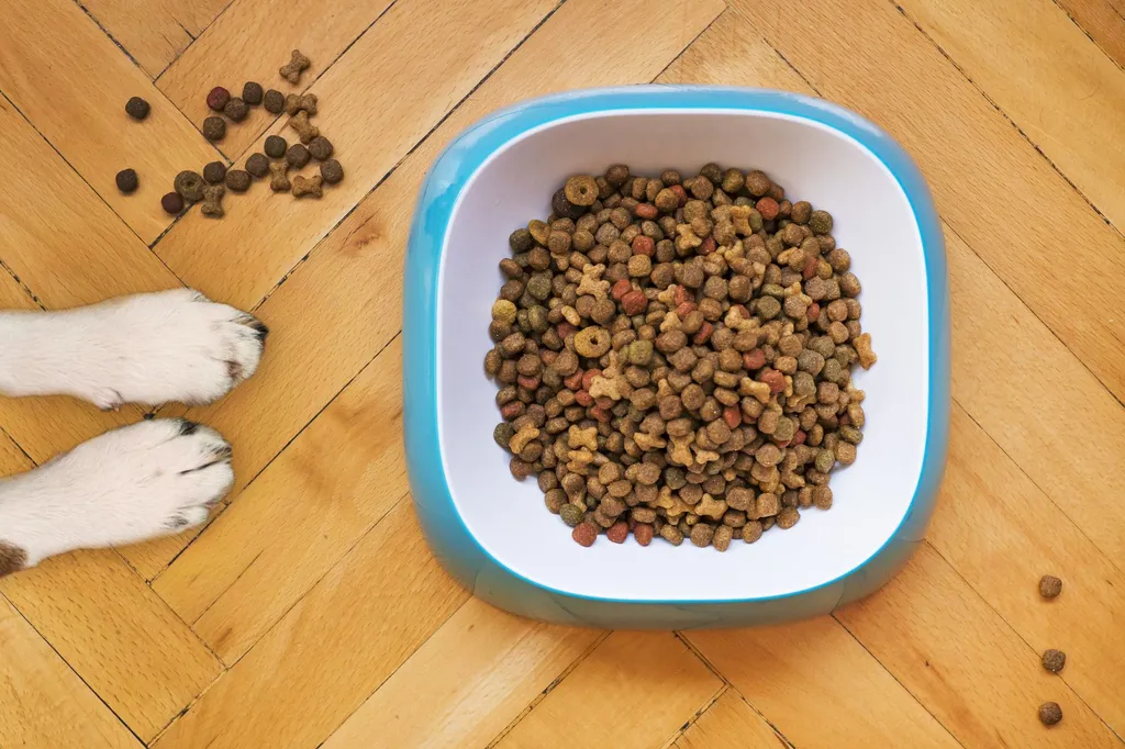 A happy dog eating from a bowl filled with high-fiber nutritious food including pumpkin, carrots, and kibble, illustrating proper diet for anal gland health