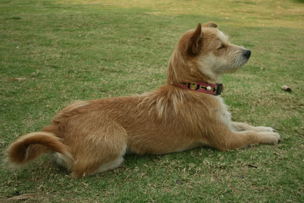 A happy dog sitting in a sunny yard waiting for food