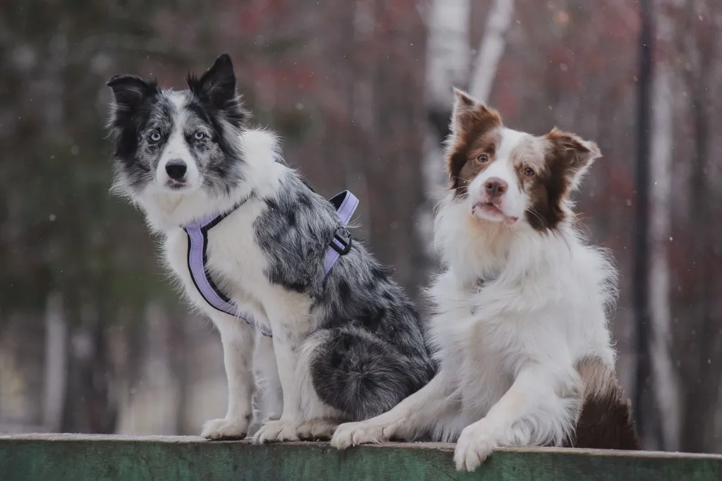 A border collie wearing a modern soft cone alternative sitting comfortably while a veterinarian examines their healing paw wound, demonstrating proper post-surgery monitoring