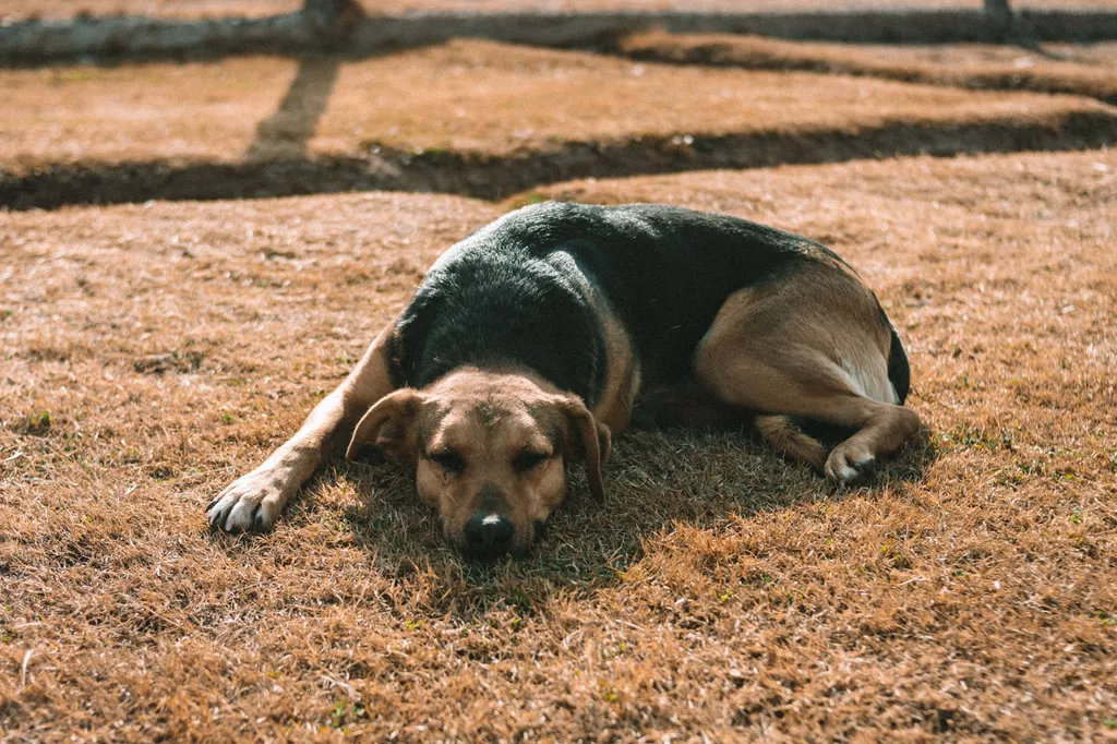 Why is my dog twitching in sleep?