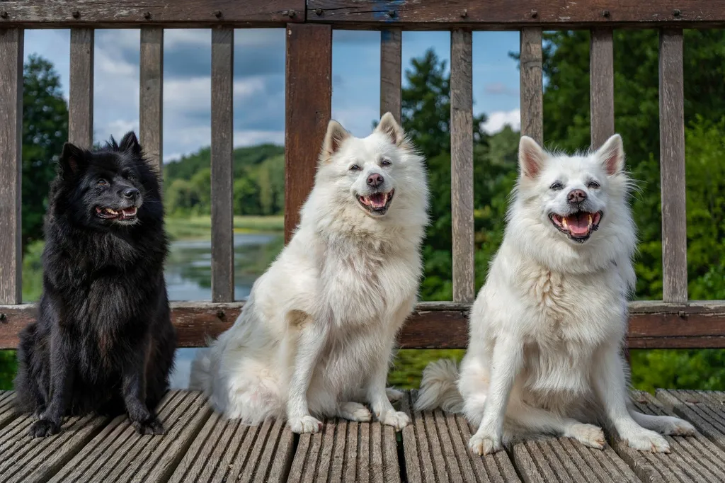 A side-by-side comparison showing three doodles with different coat types: one with straight hair coat, one with wavy fleece coat, and one with tight curly wool coat, all sitting together on grass
