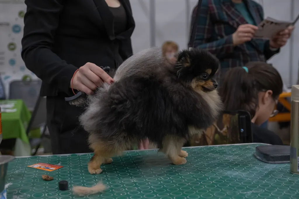 A before-and-after image showing a severely matted doodle with tight knots in the fur next to the same dog after a therapeutic shave-down, looking much more comfortable but with visible skin irritation