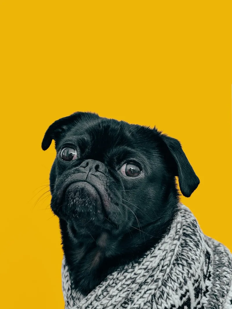 A French Bulldog panting heavily on a hot summer day with anatomical illustration overlay showing narrowed airways and soft palate obstruction