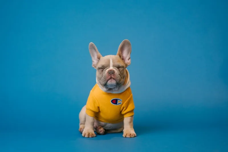 A French Bulldog relaxing indoors on a cooling mat near an air conditioning unit with a water bowl nearby