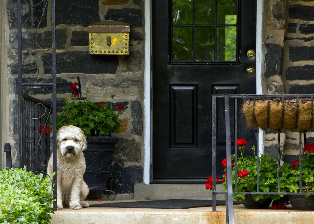 A happy dog sitting in a sunny yard waiting for food