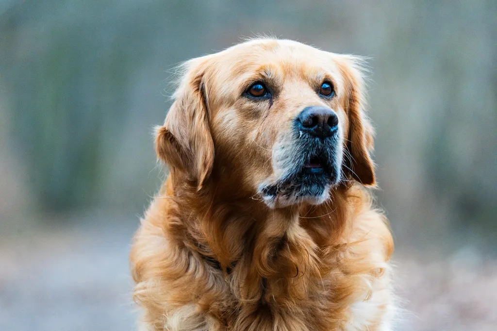 A golden retriever showing signs of stress with wide eyes, panting heavily, and tense body posture in a crowded park environment