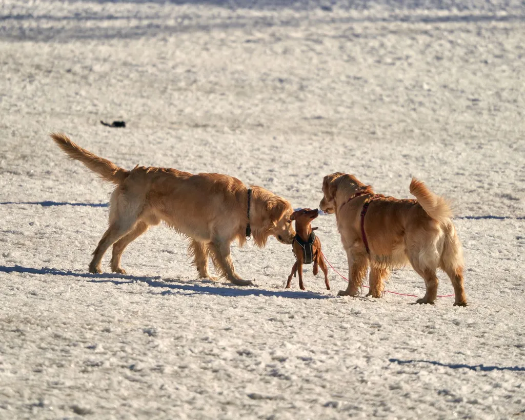 A nervous golden retriever displaying stress signals like tucked tail and pinned ears while sitting at a distance from an upright vacuum cleaner in a bright living room