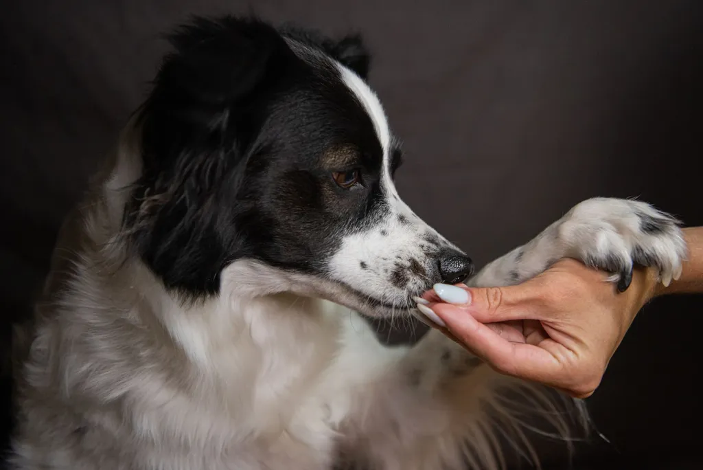 A happy border collie calmly eating treats from a puzzle toy while a person vacuums in the background several feet away in a cozy home setting