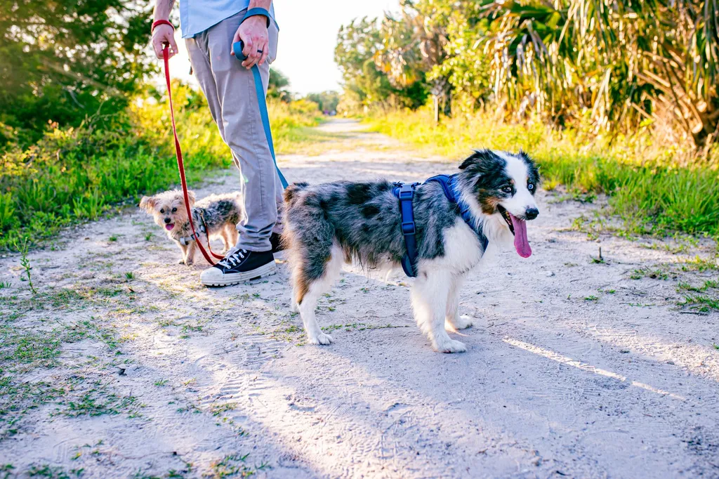 How to do a decompression walk with your dog