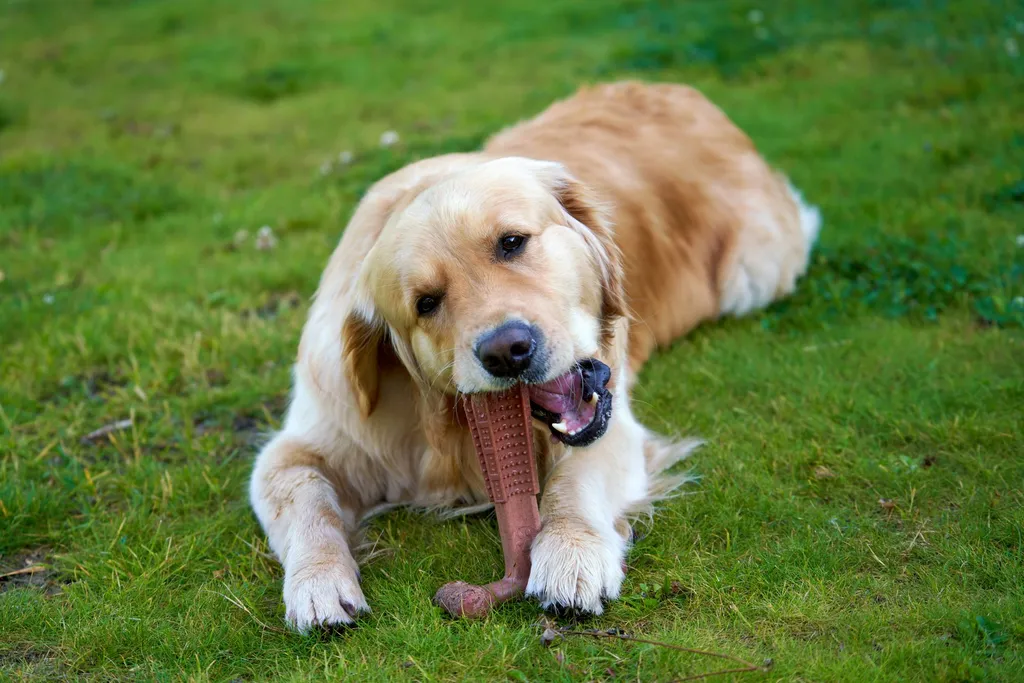 A rescue dog happily chewing on an appropriate Kong toy stuffed with treats, with inappropriate items like shoes stored safely away, demonstrating proper redirection training