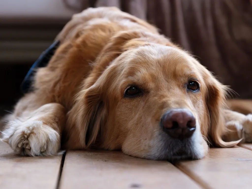 A senior golden retriever dog lying peacefully on a waterproof dog bed with absorbent padding, showing the comfortable resting environment needed for incontinent dogs
