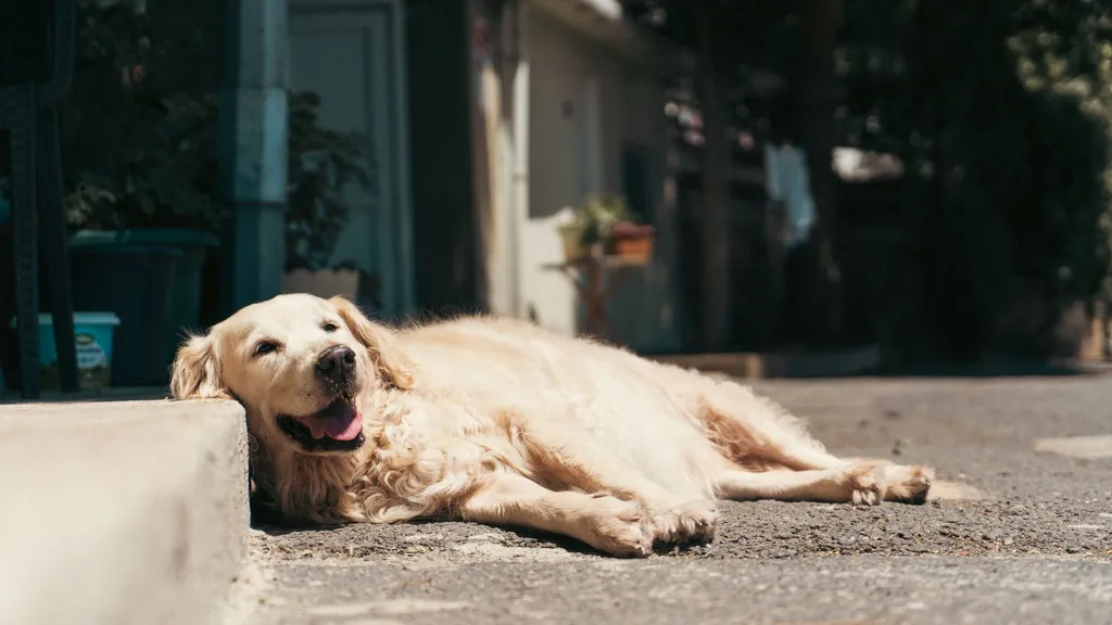 A happy Golden Retriever lying on a cool tile floor next to a large water bowl with ice cubes and a portable fan in a shaded living room