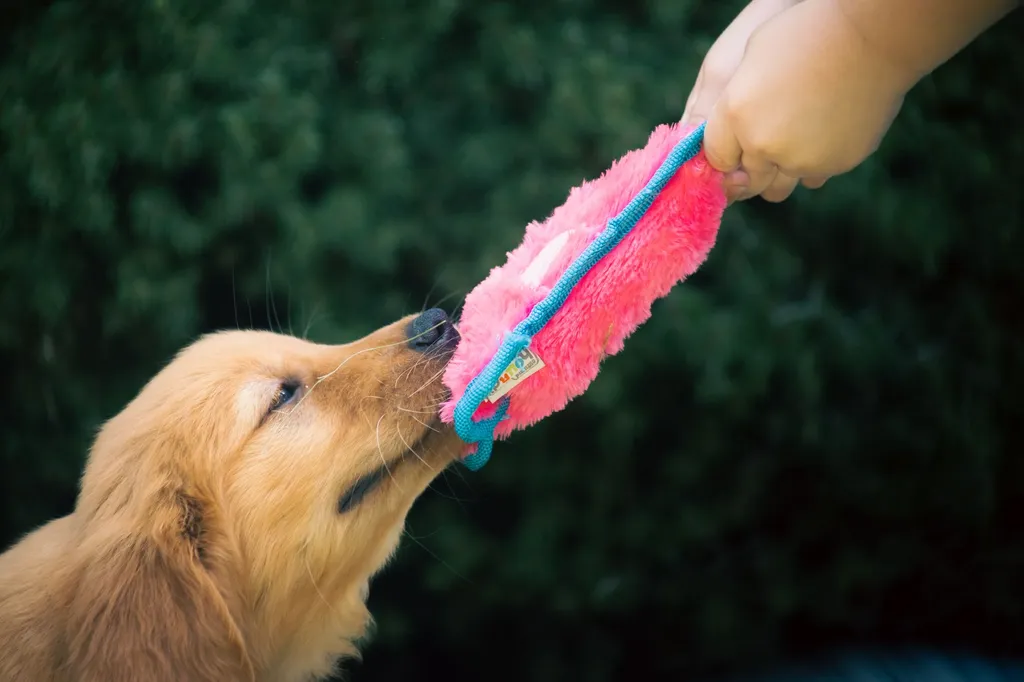 A happy golden retriever playing with interactive puzzle toys and treat dispensers in a modern apartment living room with sunlight streaming through windows