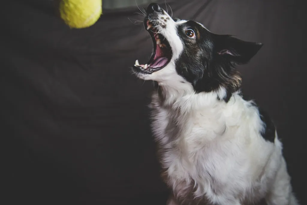 A border collie engaged in an indoor treasure hunt game, sniffing for hidden treats around apartment furniture, with puzzle toys scattered on a living room rug