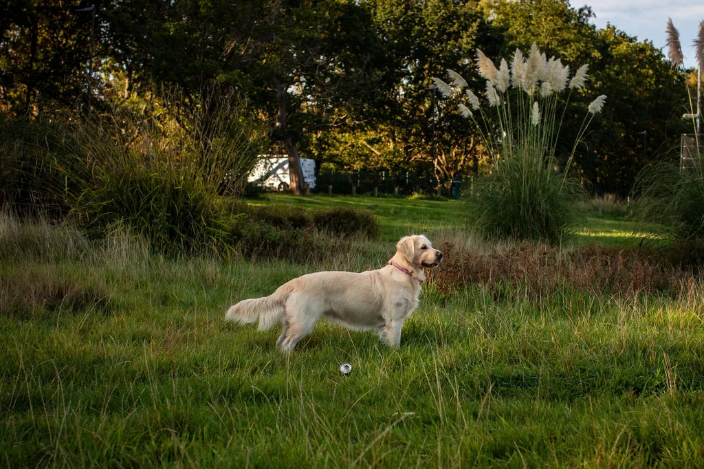 A golden retriever displaying anxious body language including lowered ears, whale eye, and tense posture in a veterinary waiting room with calming blue walls