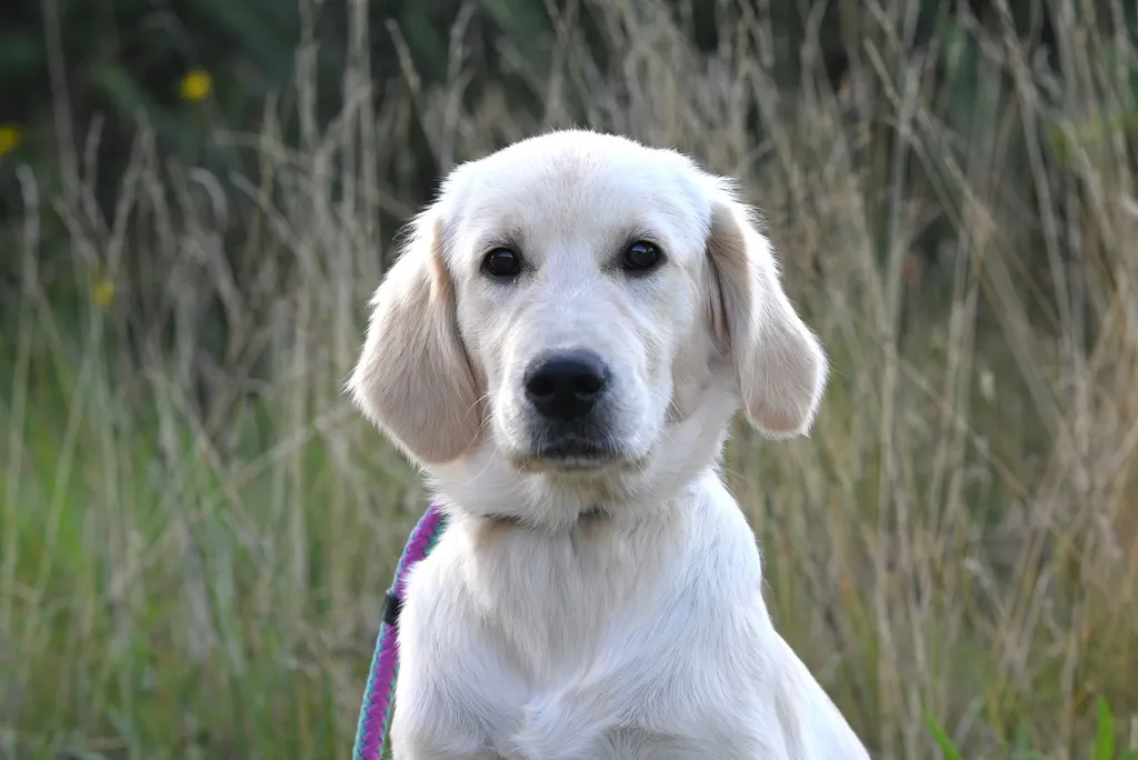 A nervous young golden retriever puppy hiding behind its owner's legs while cautiously observing a new environment during a fear period