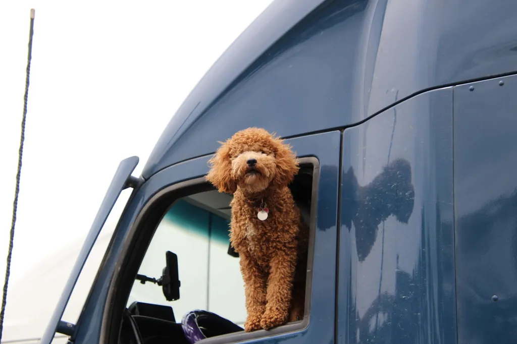 How to prepare your dog for a road trip