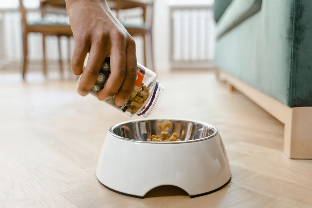 Preparing healthy organic dog meals in a clean kitchen