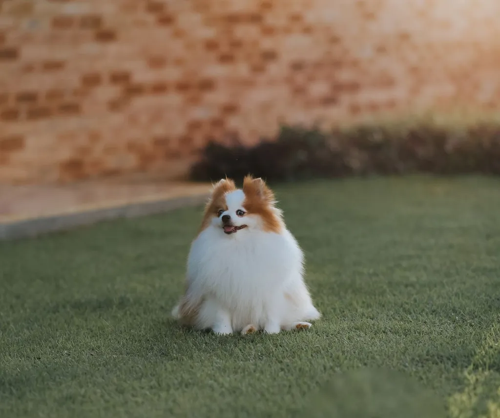 A happy dog sitting in a sunny yard waiting for food