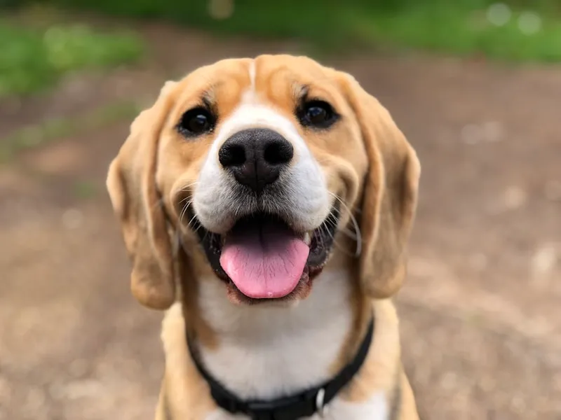 A close-up photograph showing severely matted dog fur with visible skin irritation and inflammation underneath the tangled brown and white coat