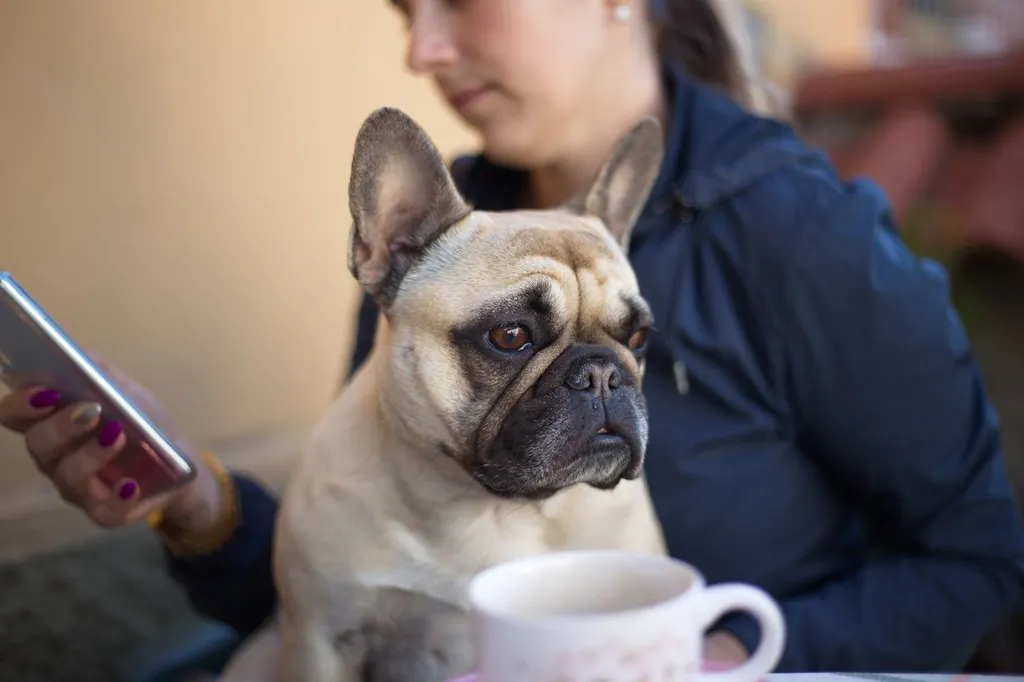 A concerned dog parent checking their medium-sized brown dog lying on a cozy dog bed looking slightly uncomfortable with a gentle hand on the dog's belly