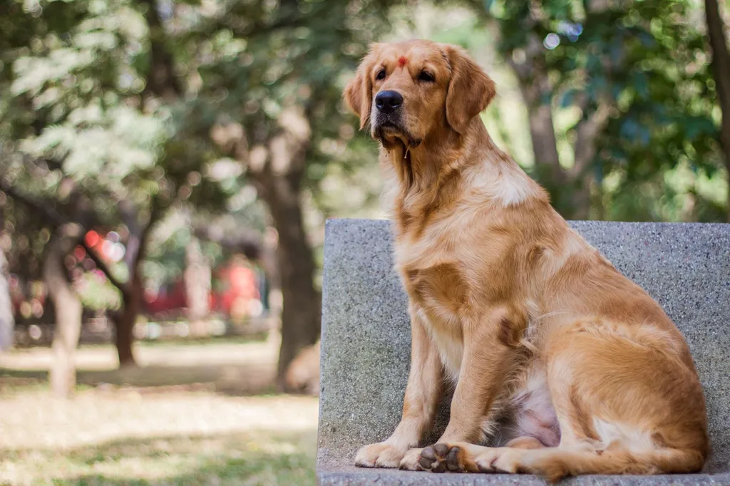 A happy golden retriever dog sitting beside a feeding bowl containing a homemade bland diet with visible shredded chicken and rice with a wooden spoon