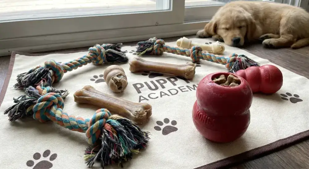 A variety of puppy-safe chew toys including rope toys, rubber bones, and frozen Kongs arranged on a training mat