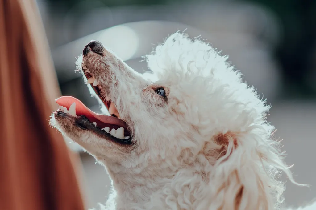 How to stop dog demand barking
