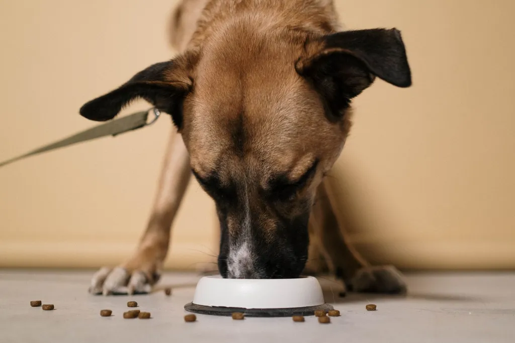 How to Stop a Dog From Eating Too Fast