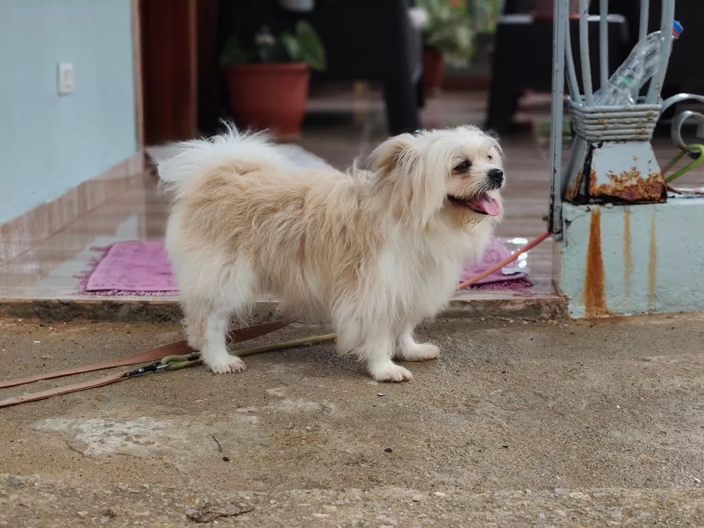 A mixed breed dog standing next to an organized mat of six communication buttons in different colors with labels like outside, play, water, and food arranged in rows