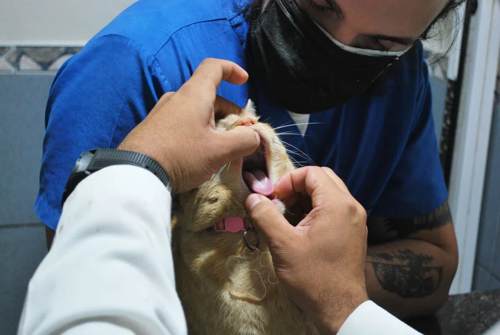 A veterinary professional demonstrating the proper technique for checking a golden retriever's body condition score by gently feeling the dog's ribs while the dog stands calmly on an examination table