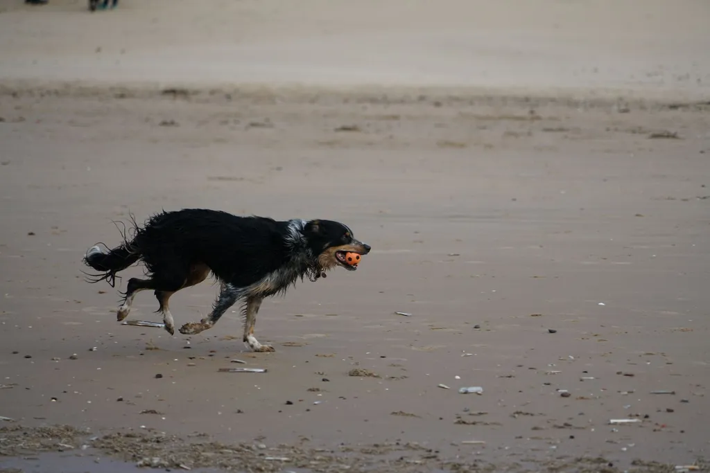 An energetic border collie at ideal body weight running joyfully through a park, displaying visible waist definition and healthy muscle tone, with a bright blue sky background