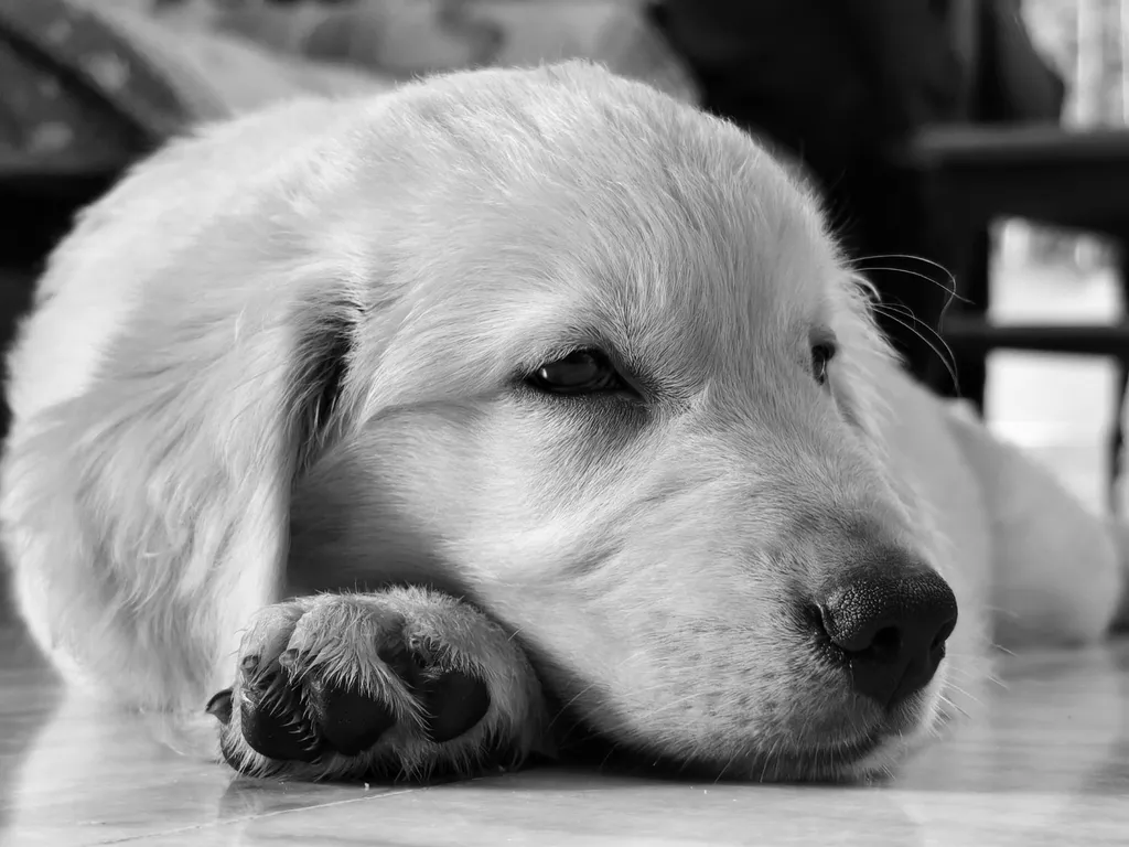 A close-up photograph of a golden retriever's paw showing reddened inflamed skin between the toes with visible moisture and brown discoloration characteristic of yeast infection