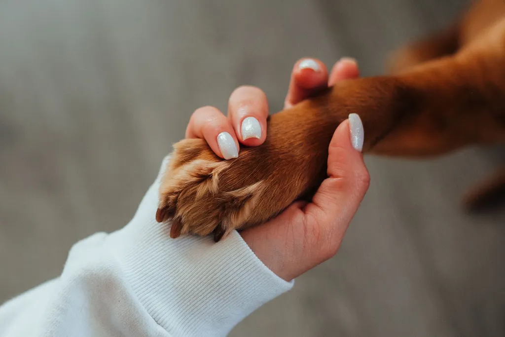 Hands gently applying white paw balm to a Labrador's paw pad while the dog sits calmly on a comfortable surface