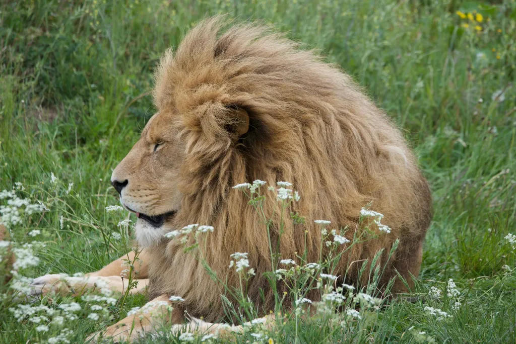 Can dogs eat Lion's Mane mushroom?