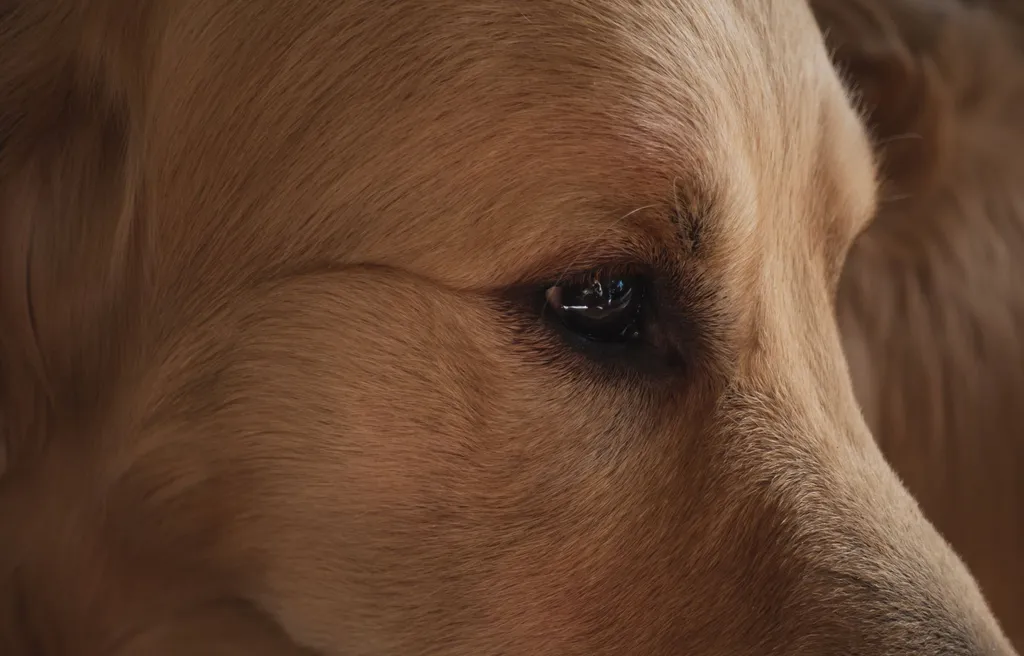 A close-up of a dog's face next to a healthy Boston fern in a terracotta pot on a wooden table, showing the safe interaction between pet and plant